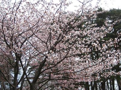 えりも町庶野さくら公園