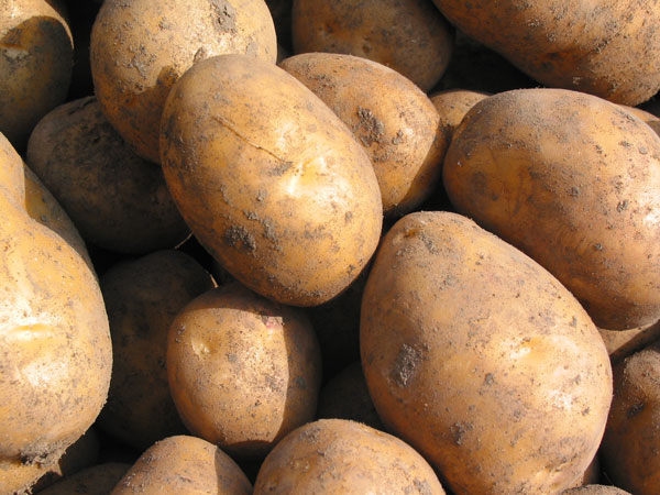 やや小ぶりのボディに甘みがみっしり詰まっている インカのめざめ