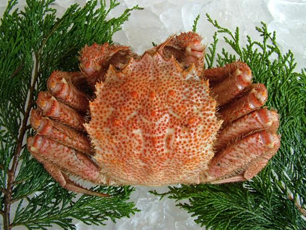 北海道各地でほぼ通年毛蟹は味わえるが4月のオホーツク産が最も美味と言われている。 毛蟹