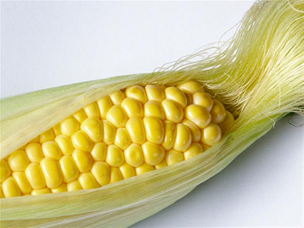 一粒一粒がジューシーなとうもろこし ミエルコーン