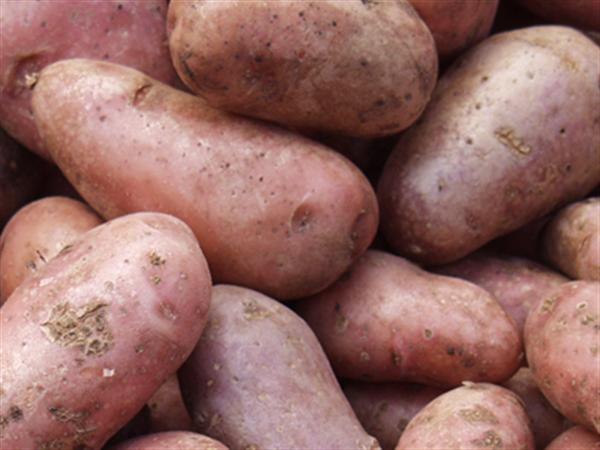 ピンク色のじゃがいも ノーザンルビー