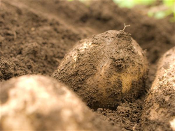 北海道の豊穣な土地で育った万能選手のじゃがいも 十勝こがね