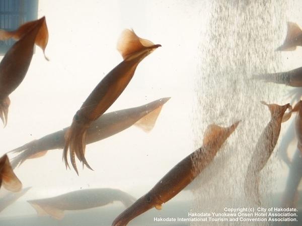 函館朝市ではイカを使用した様々なグルメを楽しめる 函館朝市ではイカを使用した様々なグルメを楽しめる