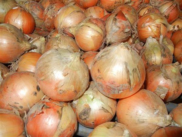 幻のタマネギ「札幌黄」 札幌黄