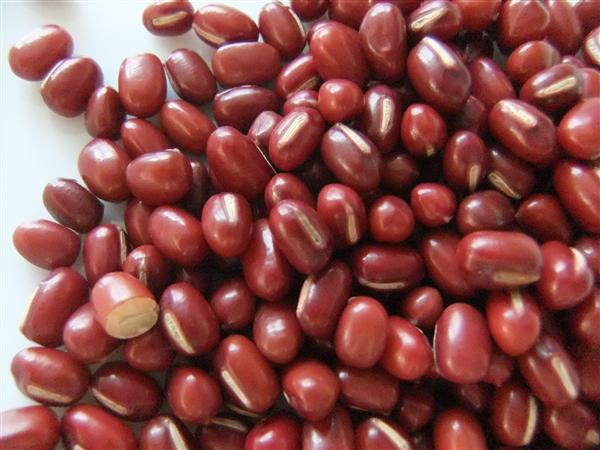ニセコ産の良質な「小豆」 小豆