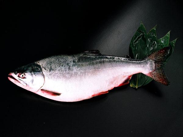 鱒は良質のたんぱく質・脂質があり、カリウムビタミンなど栄養価が豊富 カラフトマス