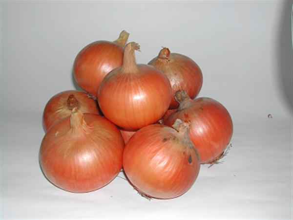 黄たまねぎは、辛み成分が多く、貯蔵性に優れている オホーツク222