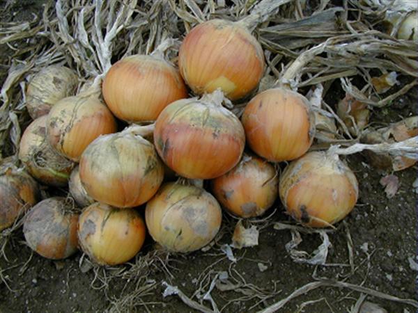 スーパー北もみじから北もみじ2000へと移行されつつある 北もみじ2000