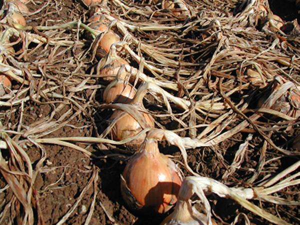 北海道の大地の栄養を吸収し、太陽の光を浴びて大きく成長したたまねぎ たまねぎ