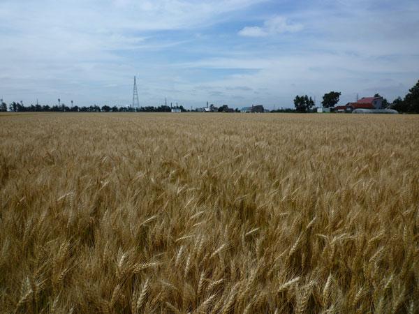 江別で収穫される「はるゆたか」の畑 「はるゆたか」の収穫