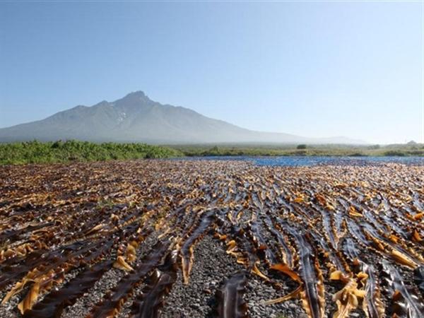 一面に敷き詰められた昆布は利尻島の雄大な景色にマッチする 三大高級昆布