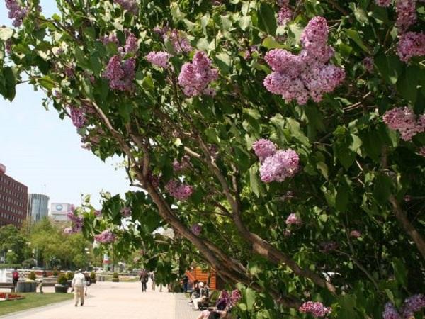 初夏、大通り公園に咲き誇るライラック 札幌 大通り公園のライラック
