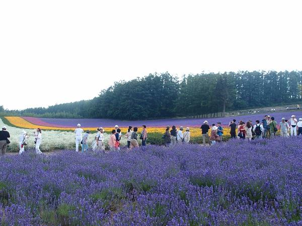 見頃は7月2~3週頃。オススメ時間帯は、朝露が残り色鮮やかでとても香り高い早朝。 ファーム富田