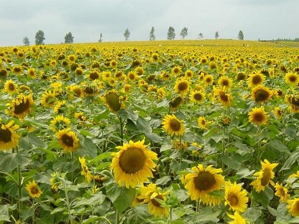 夏には130万本のひまわりが一斉に咲く 一面に咲くひまわりの花