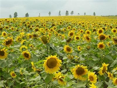 一面に咲くひまわりの花