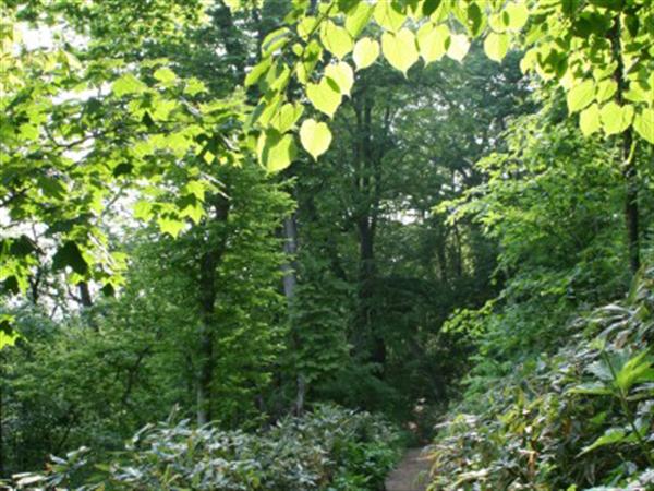 青々とした緑あふれる藻岩山 青々とした緑あふれる藻岩山