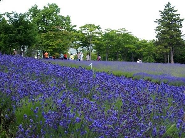 札幌市南区のラベンダー ラベンダー