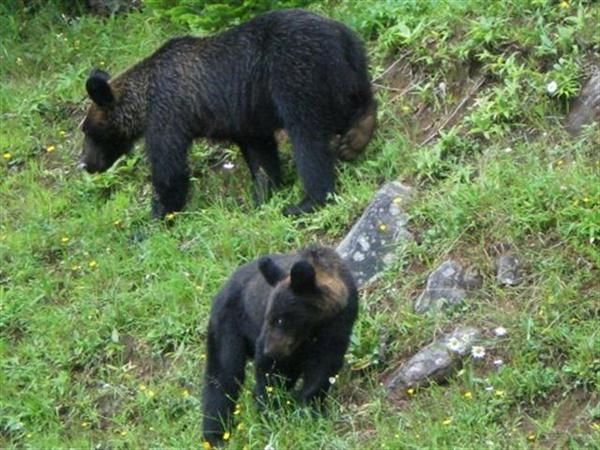 運が良ければ親子のヒグマが見られる ルシャ湾