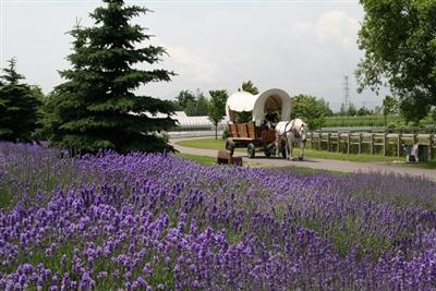 サッポロさとらんど