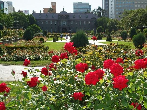石造りの札幌市資料館(登録有形文化財)と優雅なバラ花壇 札幌市資料館とバラ園