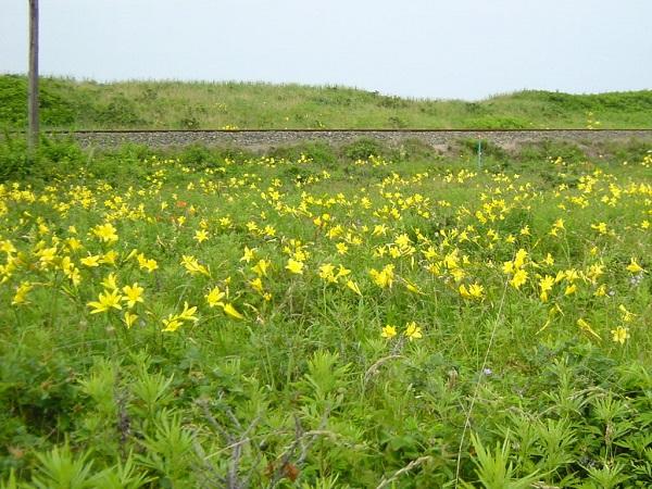 小清水原生花園 小清水原生花園