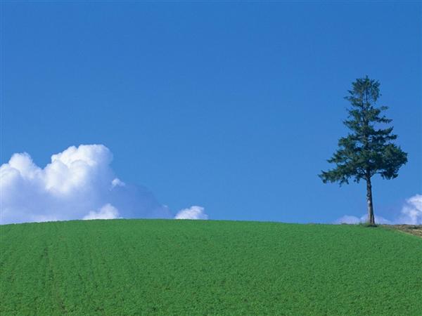 美瑛の丘周辺のお立ち寄り観光スポット 旅の基本情報 たびらい 美瑛の丘周辺のお立ち寄り観光スポット 旅の基本情報 たびらい