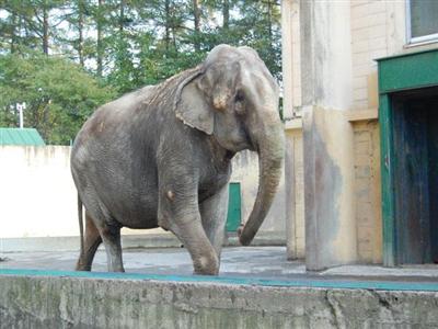 おびひろ動物園の人気者 アジアゾウのナナ