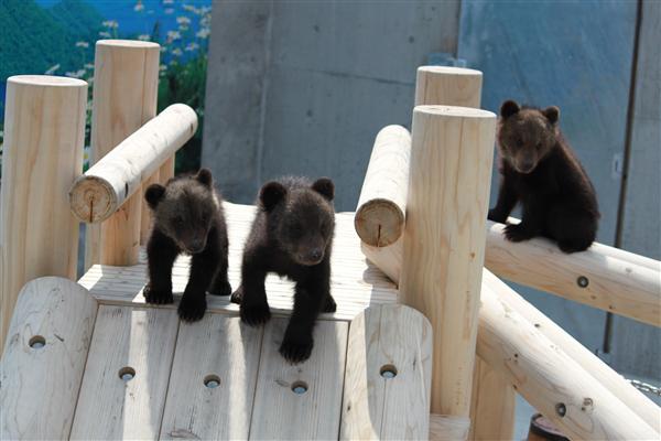 可愛い子グマにあえる♪(写真提供:昭和新山熊牧場) 昭和新山熊牧場