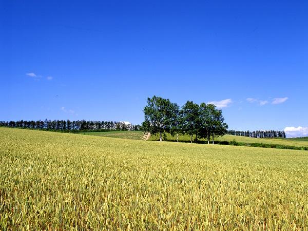 美瑛の風景 美瑛の風景