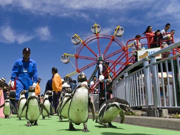 よちよち歩くフンボルトペンギンは、みんなの人気者。かわいいショータイムは、連日大喝采 フンボルトペンギン