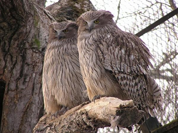 天然記念物「シマフクロウ」の繁殖に成功した釧路市動物園 シマフクロウ