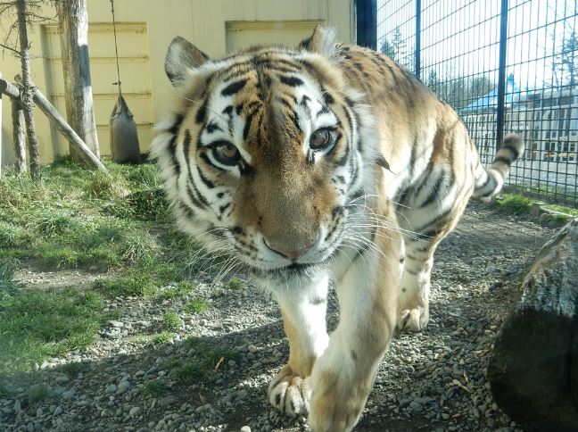 ▲2019年で11歳を迎えるアムールトラの「ココア」はお茶目な人気者!