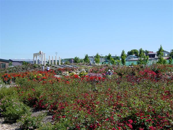 最盛期にはバラが一面に咲き誇る バラ園