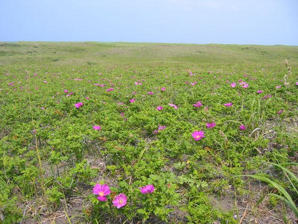 石狩市「はまなすの丘公園」に広がるハマナス ハマナスの花