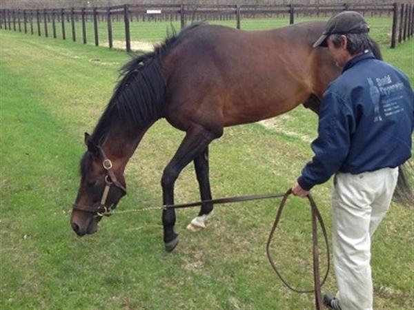 社台スタリオンステーションにいる日本競馬の最高峰種牡馬 ディープインパクト
