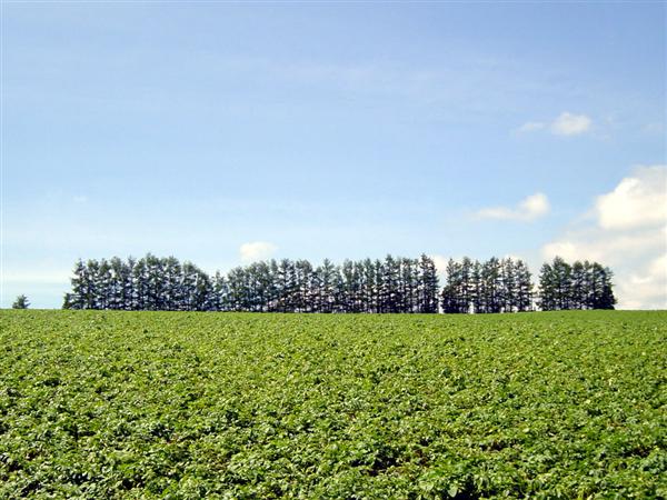 美瑛町 北海道 ドライブ マイルドセブンの丘 カフェレストランバーチ 四季彩の丘 道の駅びえい 丘のくら 仁淀川 によどがわ 日本一の清流 美瑛町 北海道 ドライブ マイルドセブンの丘 カフェレストランバーチ 四季彩の丘 道の駅びえい 丘のくら 仁淀川 によどがわ 日本一の清流