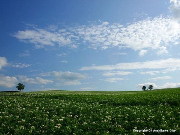 小さい子どもの両手を親がつないでいるような親子の木 親子の木