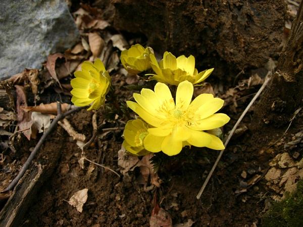 春の訪れを告げる黄色い花 フクジュソウ フクジュソウ