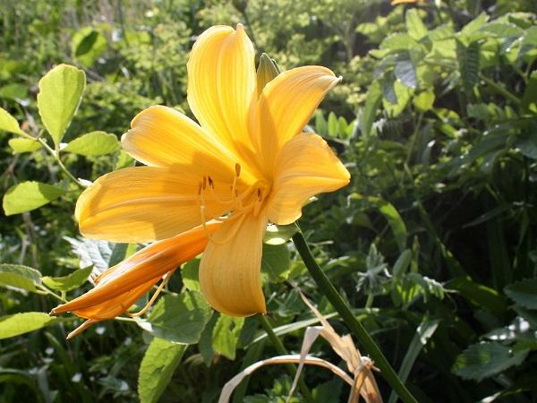 午前中に咲いて夕方に閉じる一日花 エゾカンゾウ エゾカンゾウ
