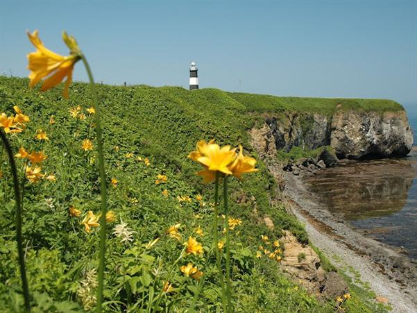 緑の草原に黄色の花が咲き、青空のコントラストが美しい能取岬
写真提供:網走市観光協会 能取岬