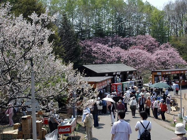 満開の時期には、梅の甘い香りに包まれる公園内 平岡公園