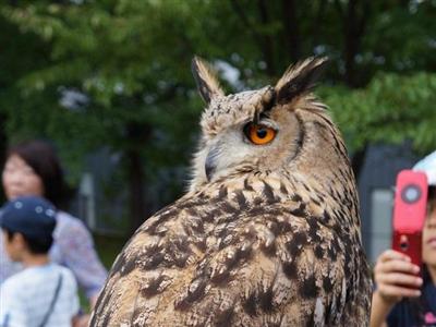 ユーラシアワシミミズク