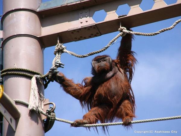 地上17メートルに設置されたロープをスイスイ進むオランウータン オランウータン もぐもぐタイム