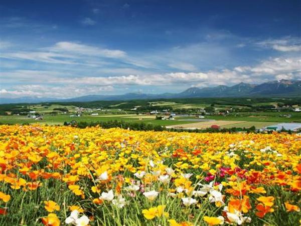 綺麗な景色が広がるフラワーランドかみふらの フラワーランドかみふらの