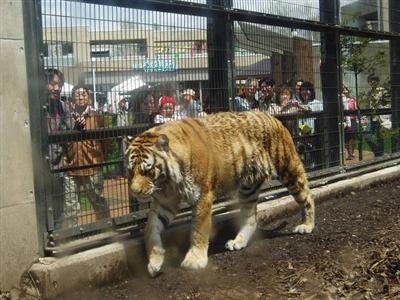 間近に迫るアムールトラ