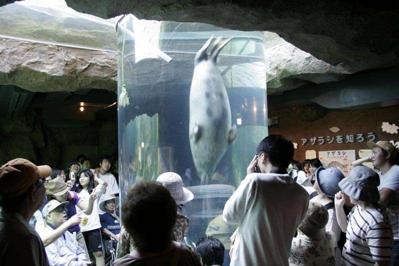 円柱水槽を上下に泳ぐあざらし 円柱水槽を上下に泳ぐあざらし