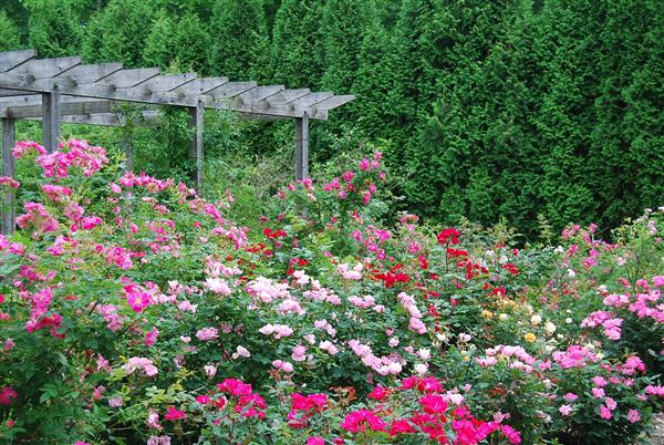 美しいバラが咲き誇るイコロの森(写真提供:イコロの森) イコロの森