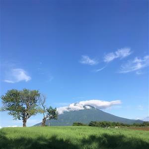 双子のさくらんぼの木