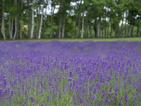青空の下、風にそよぐラベンダーの花 羊ヶ丘のラベンダー