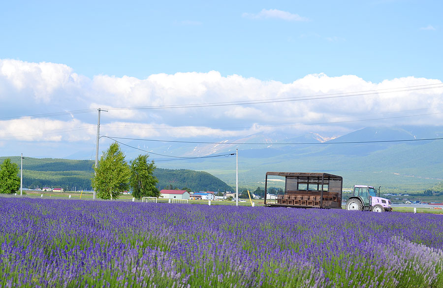 ラベンダーとラベンダーバス ラベンダーとラベンダーバス